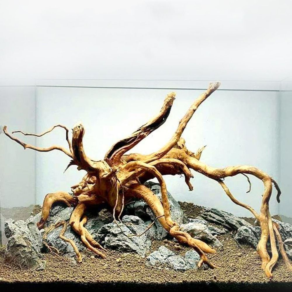 Aquarium Plant Growing - Decoración de tronco de árbol Natural