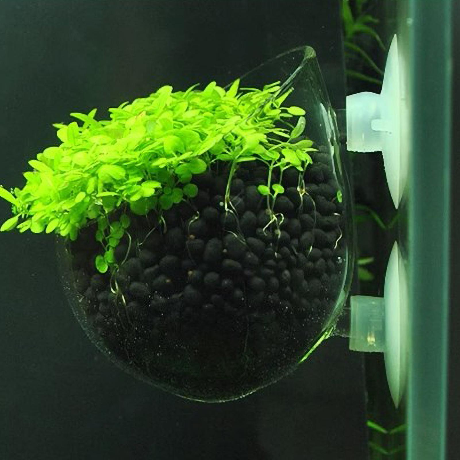 Maceta de vidrio para acuario  - Aquarium Planted Tank Substrate reseña y precio