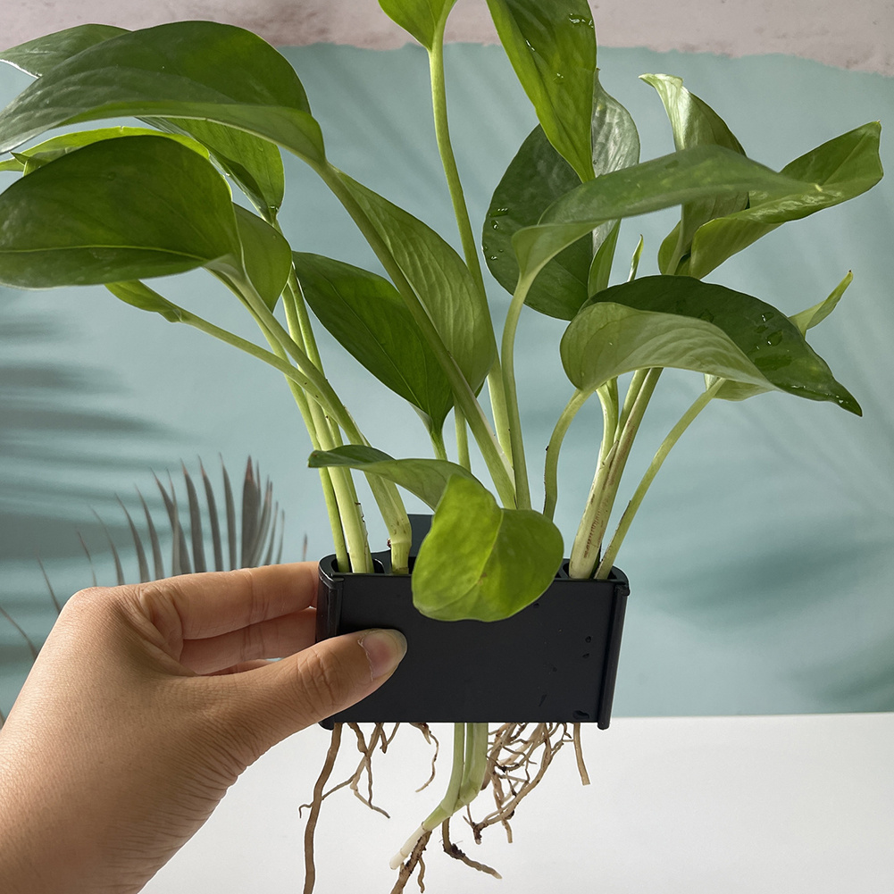 Soporte para plantas de acuari - Aquarium Planted Tank Substrate reseña y precio
