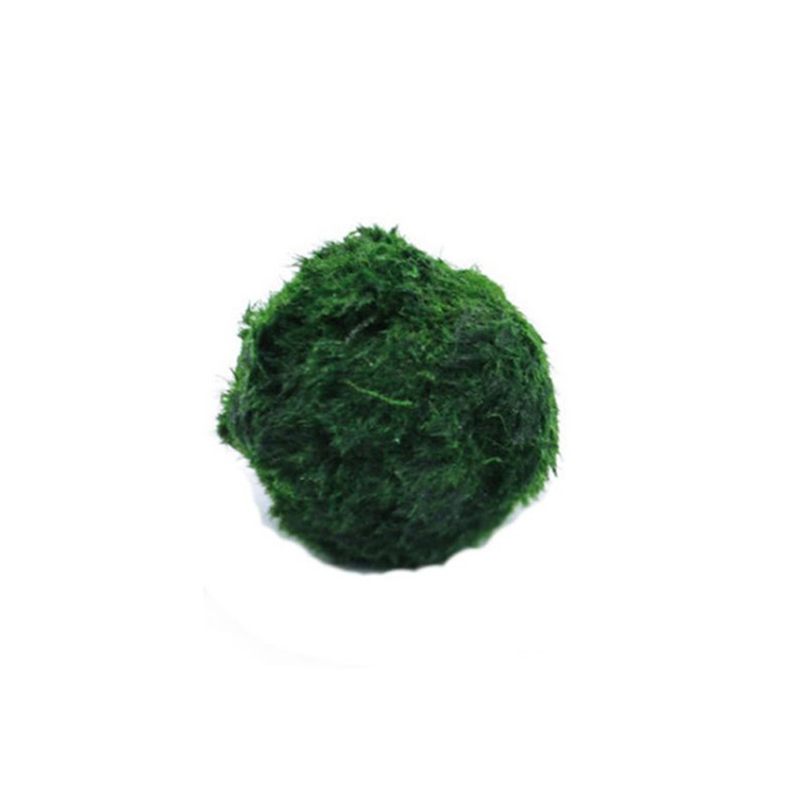 Bolas de musgo Marimo, planta  - Aquarium Planted Tank Substrate reseña y precio