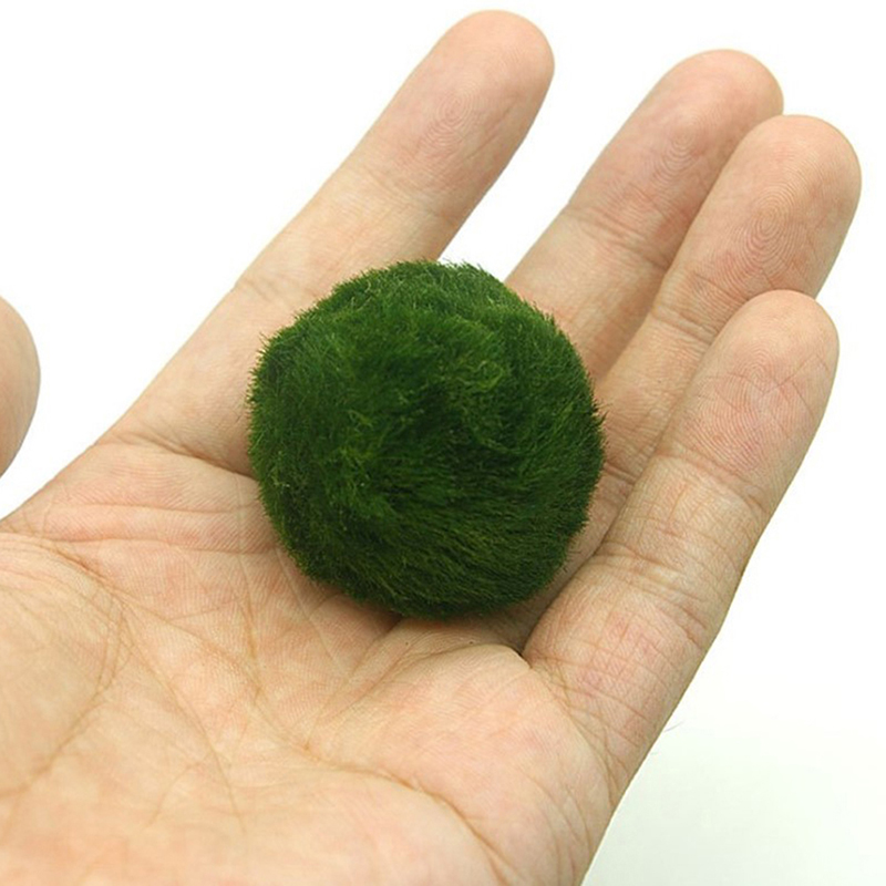 Bolas de musgo Marimo, planta  - Aquarium Planted Tank Substrate reseña y precio