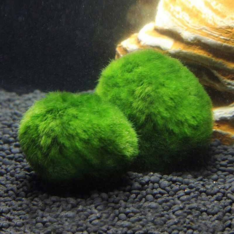 Bolas de musgo Marimo, planta  - Aquarium Planted Tank Substrate reseña y precio