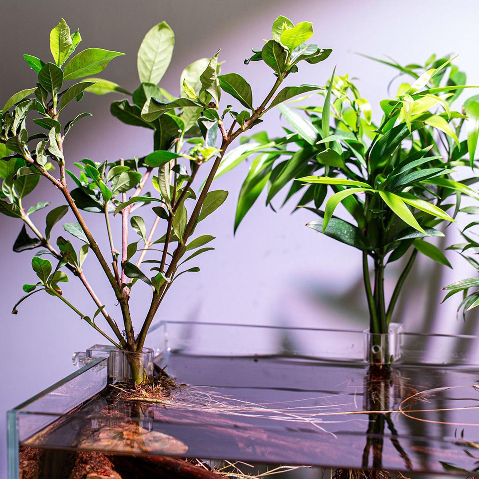 Soportes para plantas de acuar - Aquarium Plant Growing reseña y precio