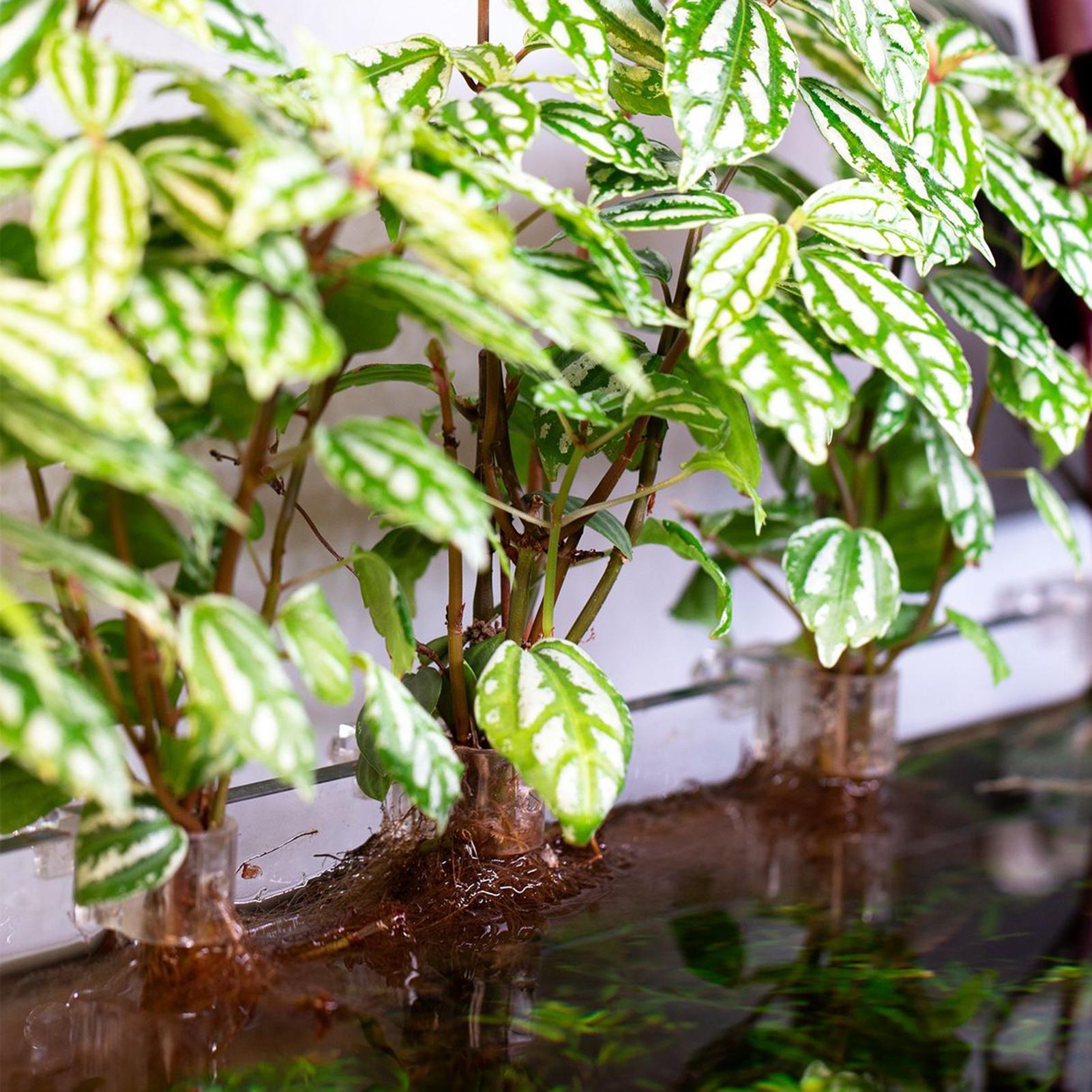 Soportes para plantas de acuar - Aquarium Plant Growing reseña y precio